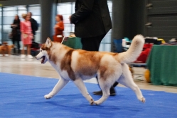 Shelby CACIB Brno 25.01.2026